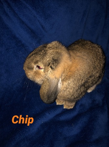 Chip