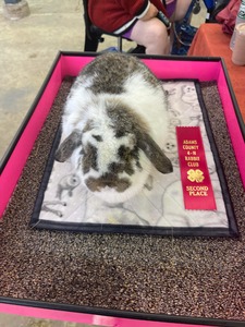 Wolf’s Rabbitry Ruby