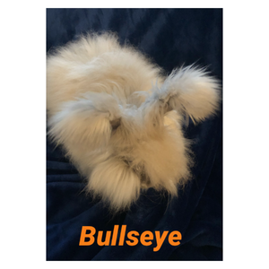 Bellas English Angoras Bullseye (Bullseye)