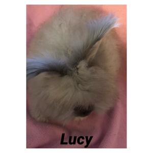 Mildred's Mayham's Lucy (Lucy)