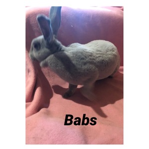 Chesapeake's Cr170 (Babs)