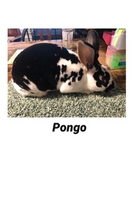 Hilferding Hills Pongo