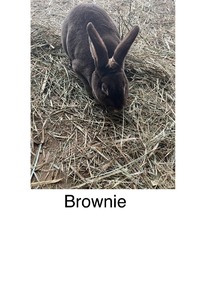 Hilferding Hills Brownie