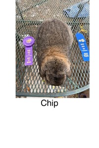 Ava's Chip (Chip)