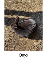 Hilferding Hills Onyx