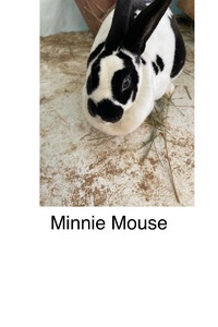 BFR Minnie Mouse