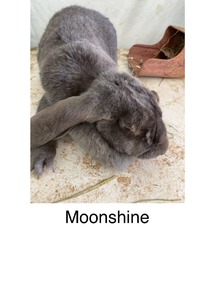 MLH Moonshine