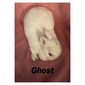 Hilferding Hills Ghost (Ghost)