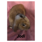 Hilferding Hills Jodie