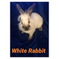 Hilferding Hill's White Rabbit (White Rabbit)