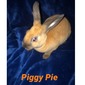 Lucky Acres Farm And Rabbitry Piggie Pie