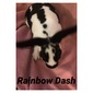 Lucky Acres Farm And Rabbitry Rainbow Dash