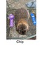 Ava's Chip (Chip)