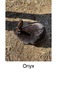 Hilferding Hills Onyx