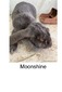 MLH Moonshine